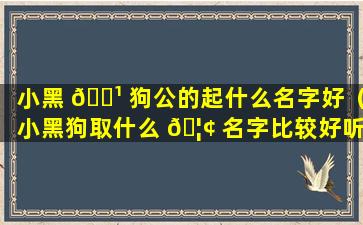 小黑 🌹 狗公的起什么名字好（小黑狗取什么 🦢 名字比较好听是公的）